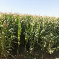 علوفه|حیوانات مزرعه|فرح دشت, |دیوار