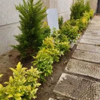 باغبانی،درختکاری و طراحی فضای سبز|خدمات باغبانی و درختکاری|صومعهسرا, |دیوار