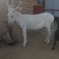 خرگله