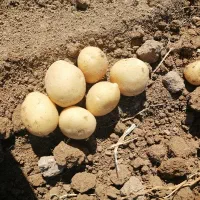 سیب زمینی بذری