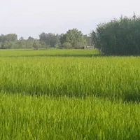 ۳۴۰۰۰زمین کشاورزی با۲ انبار بحرجاده۱۲متری باامتیاز