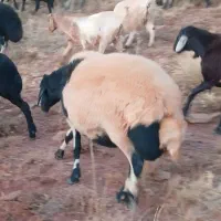 گوسفند افشاری