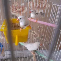 یک جفت فنچ|پرنده|قرچک, پویینک|دیوار