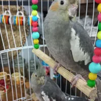 یک جفت عروس هلندی با قفس و پایه