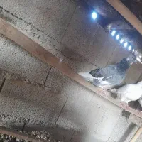 کبوتر نر پرشی شازده انگلیسی