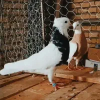 چند عدد طوق سرور عتیقه|پرنده|درودزن, |دیوار