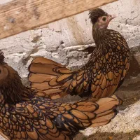 سبرایت کاکلی وارداتی