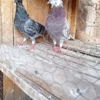 کبوتر گرفتنی|پرنده|قم, گلزار|دیوار