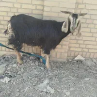 چوپان جهت گله داری ودامداری