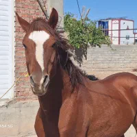 اسب کرد ۵ ساله