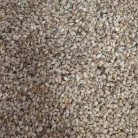 کنجد محلی کیفیت عالی