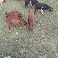 بزهای جوان نژاد عالی|حیوانات مزرعه|اهر, |دیوار