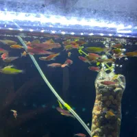 ماهی اکواریومی زبرا رنگی|ماهی|چهارباغ, |دیوار