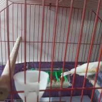 قناری ماده سالم و سرحال معاوضه با نر|پرنده|کوچصفهان, |دیوار