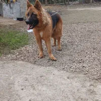 سگ ژرمن شپرد