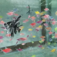 ماهی ماهی زینتی