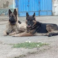 گمشده