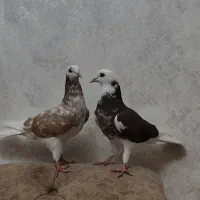 یک جفت کبوتر شازده