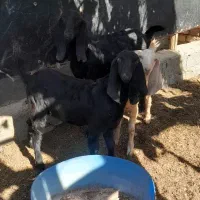 بزبادوتاکهره