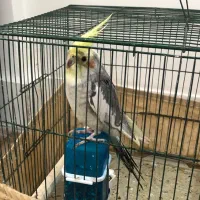 عروس هلندی|پرنده|بندر امام خمینی, |دیوار