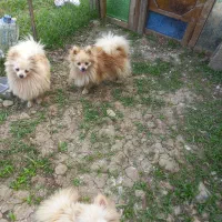 چهار عدد ماده سگ پامر سایز ریز عالی مولد