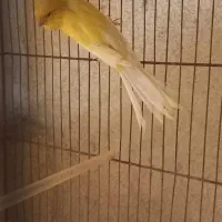 قناری رسمی بلند نر مست|پرنده|رشت, صفاری|دیوار