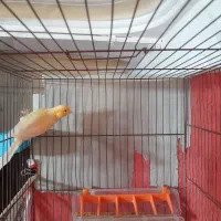 قناری نر|پرنده|رشت, استقامت ۲|دیوار