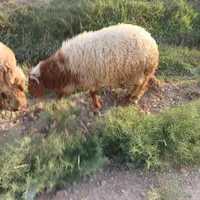 گوسفند بره بز گاو|حیوانات مزرعه|حمیدیه, |دیوار