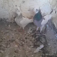 یک جفت طوقی نرماده|پرنده|بم, |دیوار