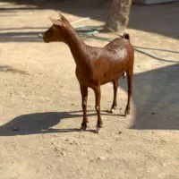 حیوون ناب|حیوانات مزرعه|قائن, |دیوار