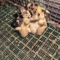 فروش بچه اردک هلندی|حیوانات مزرعه|کیاکلا, |دیوار