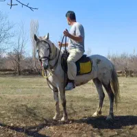 اسب مادیان 6سال سالم سرحال وکره نریان ۲ساله|اسب و تجهیزات اسبسواری|سلماس, |دیوار