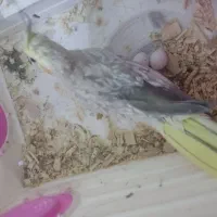 عروس هلندی ماده