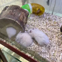 همستر سوری و کمپل