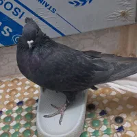 سیاه دم سفید واکسی