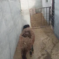 میش با بره|حیوانات مزرعه|رباط‌کریم, رباط‌کریم|دیوار