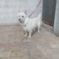 سگ پاکوتاه نر
