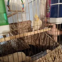 عروس هلندی همراه با قفس بزرگ|پرنده|گوگان, |دیوار