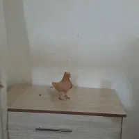 کبوتر|پرنده|اسفراین, |دیوار