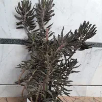 گل اشک تمساح|گل و گیاه طبیعی|نجفآباد, جلال آباد|دیوار