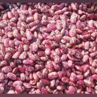 فروش حبوبات کالپوش