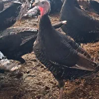 بوقلمون فروشی|حیوانات مزرعه|شیروان (خراسان), |دیوار