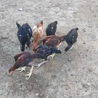 جوجه لاری اصل|حیوانات مزرعه|گنبد کاووس, |دیوار