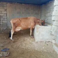 گاوجرسی|حیوانات مزرعه|مهر, |دیوار