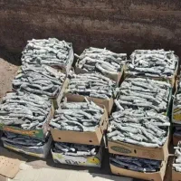 زغال پسته درجه یک وزغال مجلسی درجه یک  عمده وجزیی