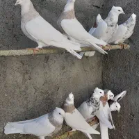 کبوتر طوقی|پرنده|قروه, |دیوار