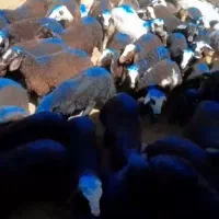 بره نر افشاری یکدست باب مالدارهای اصیل