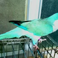 طوطی راهب سخنگوی مغز خور