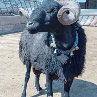 فروش۲راس قوچ سیاه سام(بره میش بز گوسفند)