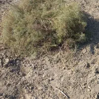 خار|لوازم جانبی حیوانات|زهک, |دیوار